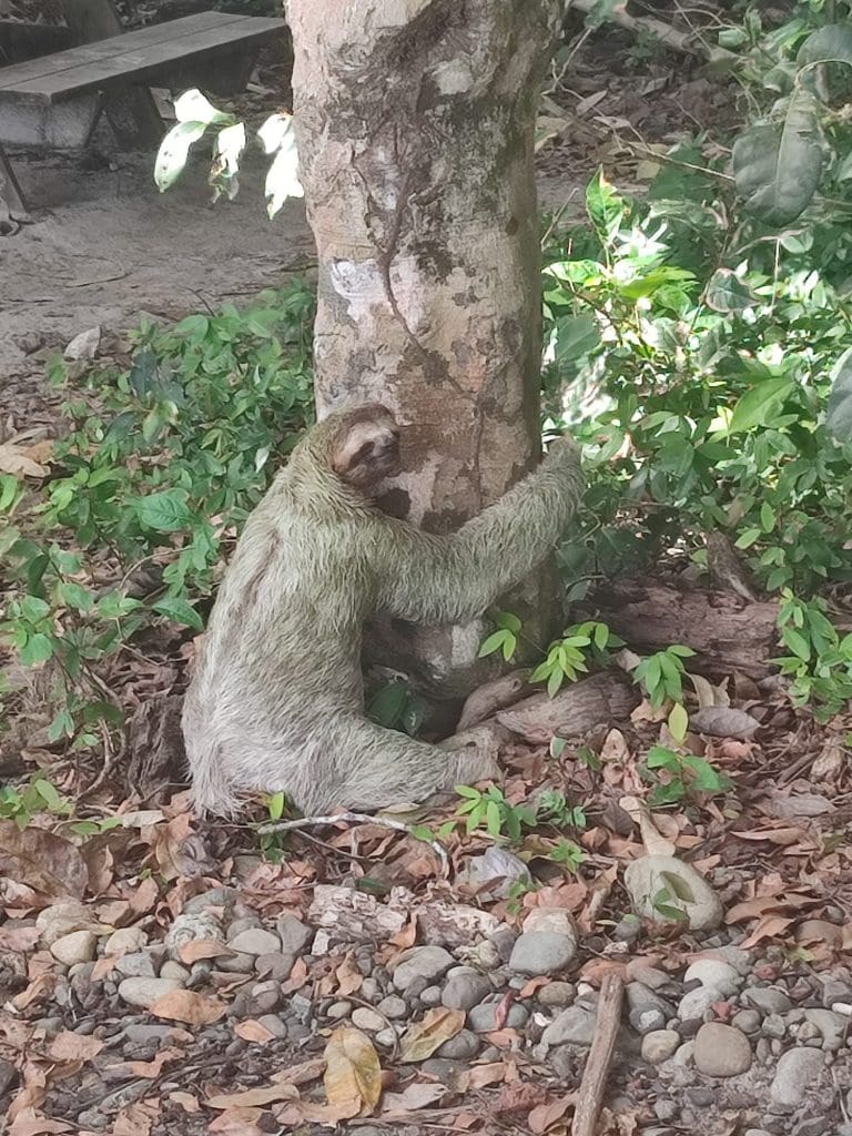 Sloth sits at the base of a large tree trunk