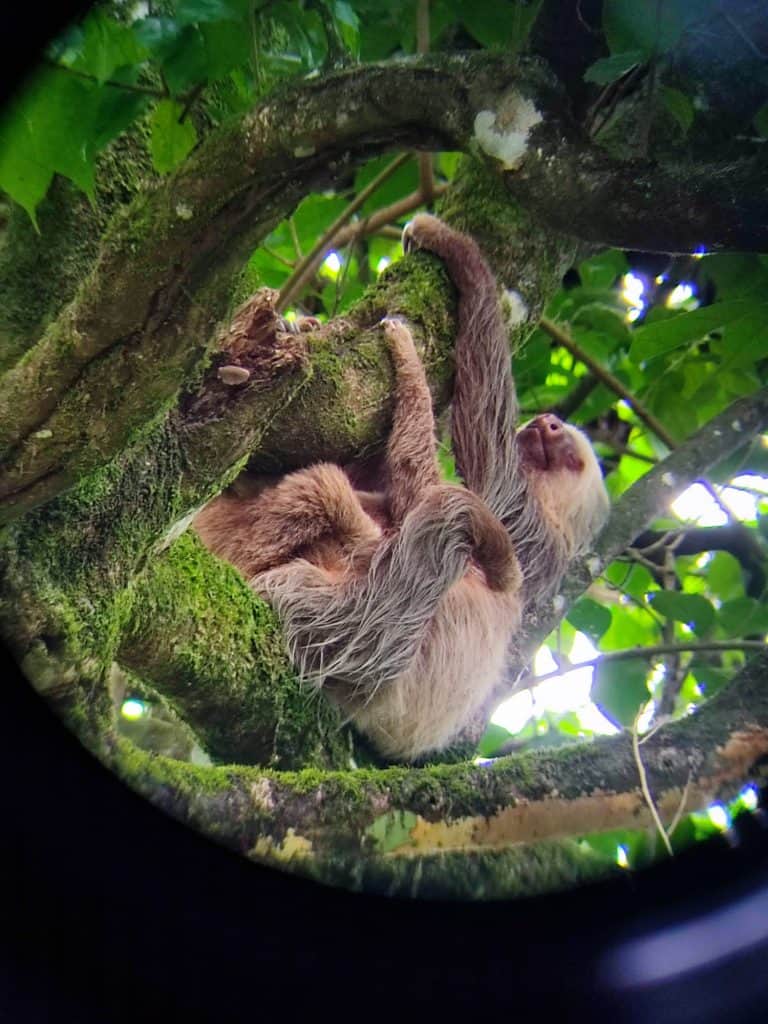 Sloth hangs upside down from tree branch with baby attached to it's middle