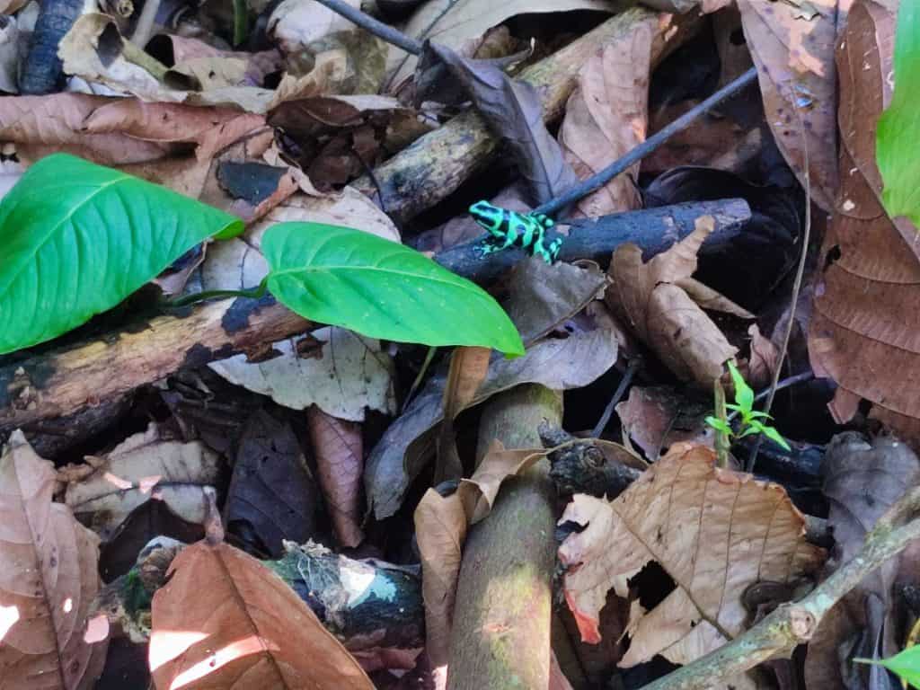 Green and black Poison Dart Frog sits in the leaf pile
