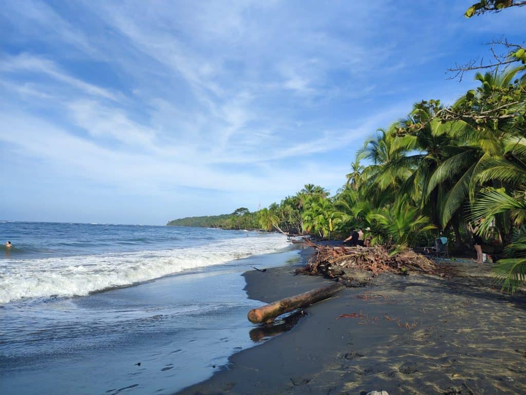 Image of a beach on a clear sunny day. To the left of the frame gentle waves roll in on to a black sand beach. The shoreline is thick with green palm trees. On the beach is a pile of cleared up branches and leaves