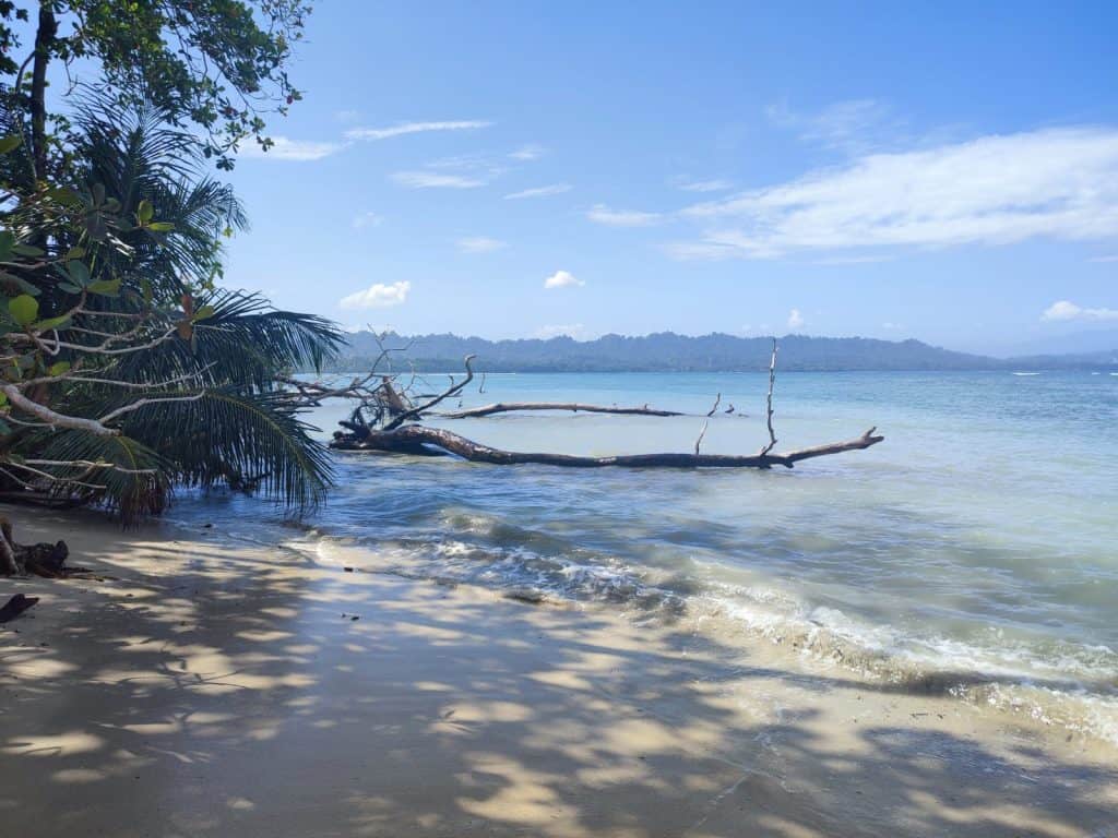 Clear blue sea laps gently on a white sand beach. Two large branches lie in the water and palm fronds hang down on the left of the frame. In the distance is a stretch of jungle covered coastline