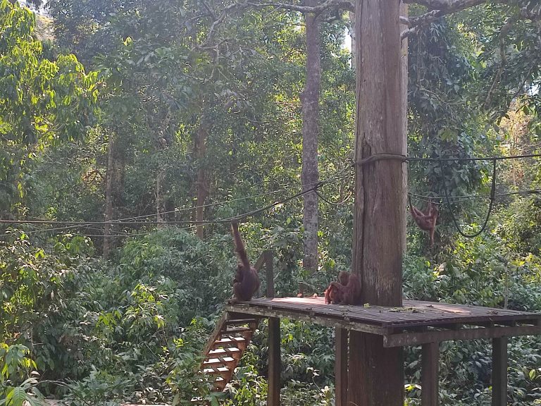 Orangutans at Sepilok Orangutan Rehabilitation Centre in Borneo