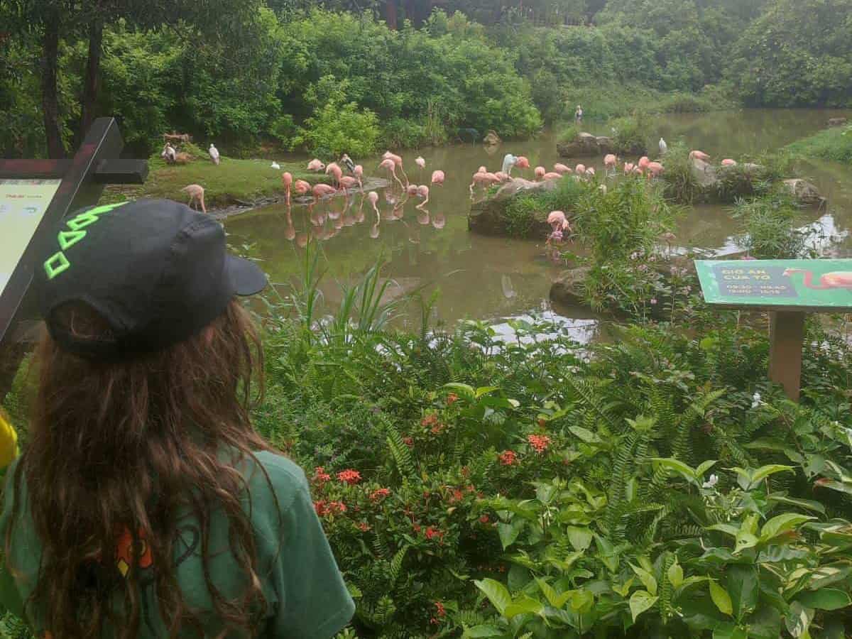 Boy in black baseball cap looks out over a small lake filled with pink flamingos at Phu Quoc Safari Park in Vietnam.