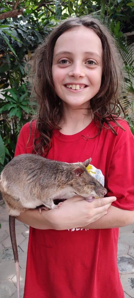 Boy in red t shirt holds African Giant Pouched Rat at APOPO centre in Siem Reap, Cambodia