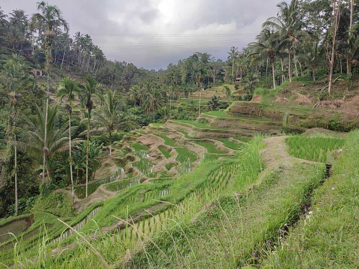 View from the top of the terraces over the Tegalalang Rice Fieldsin Ubud Bali.