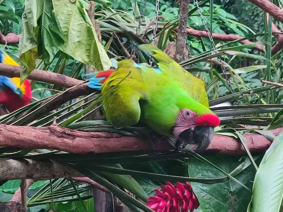 Green Macaw leans down from branch at the Jaguar Rescue Center in Costa Rica.