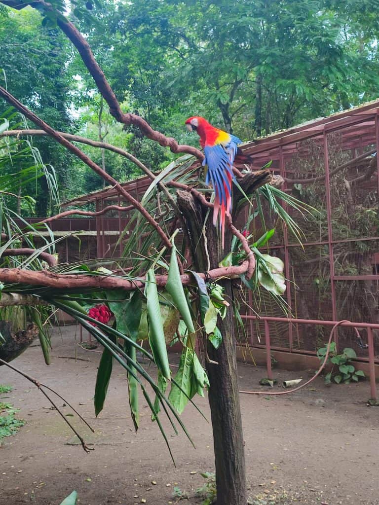 A Scarlett Macaw perches on a small tree at the Jaguar Rescue Center in Costa Rica.