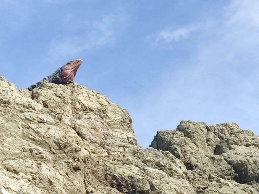 Large iguana suns itself on top of a rock in Manuel Antonio National Park, Costa Rica.