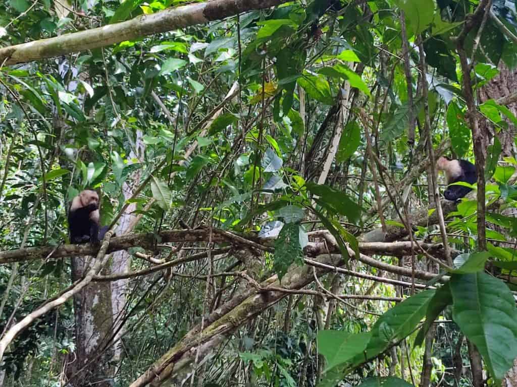 Two monkeys in the trees in Manuel Antonio National Park, Costa Rica.