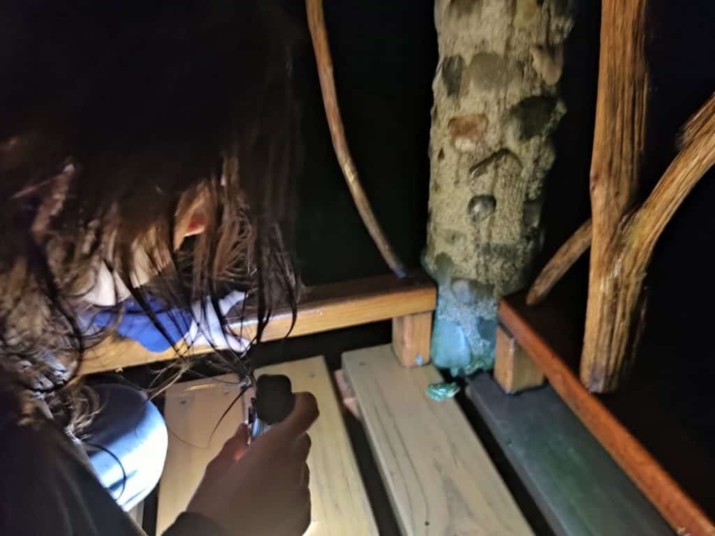 A boy shines a torch light on a Red Eyed Tree Frog on the edge of a wooden deck at Rafiki Safari Lodge, Costa Rica.