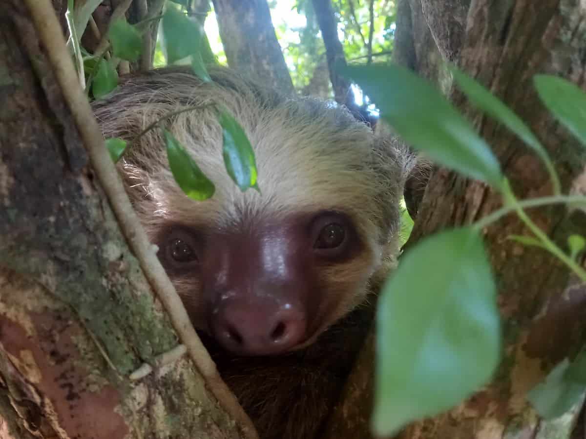 Close up of a sloth's face peeking out from between tree branches in Costa Rica.