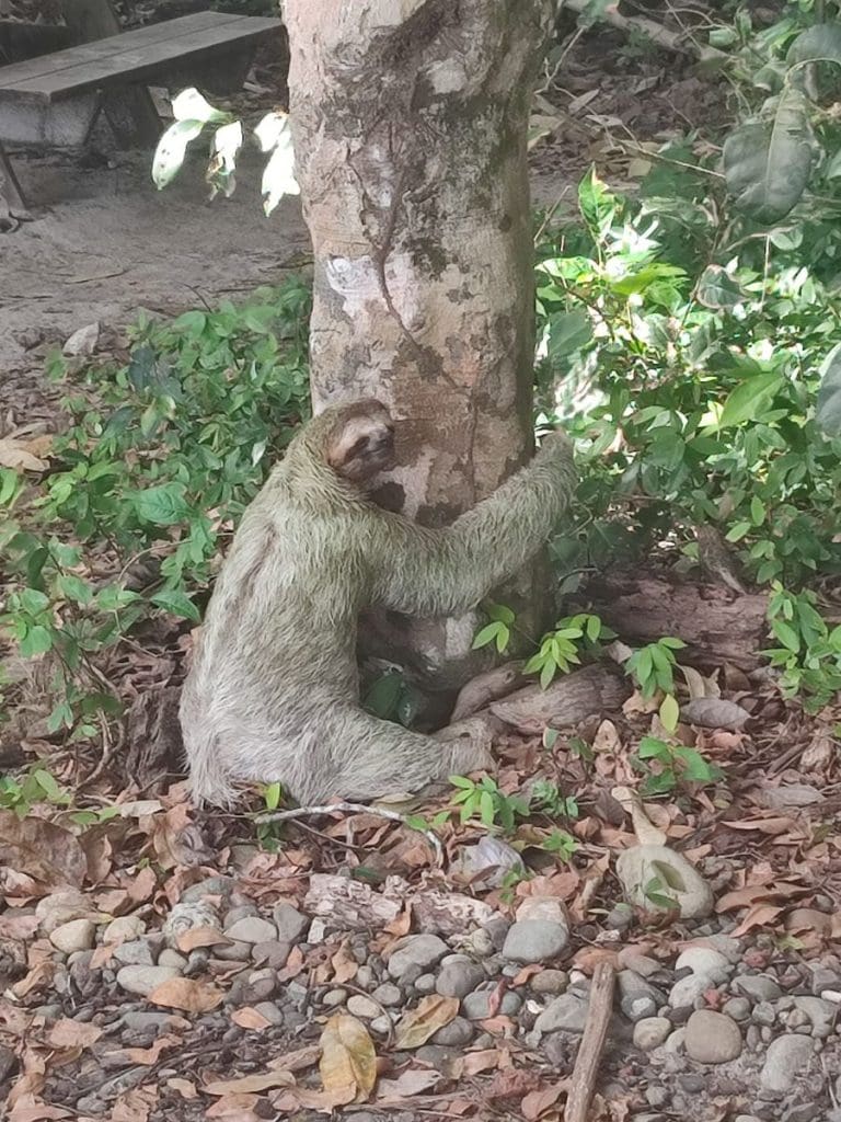 A Three-Toed sloth sitting at the base of a tree in Manuel Antonio National Park, Costa Rica