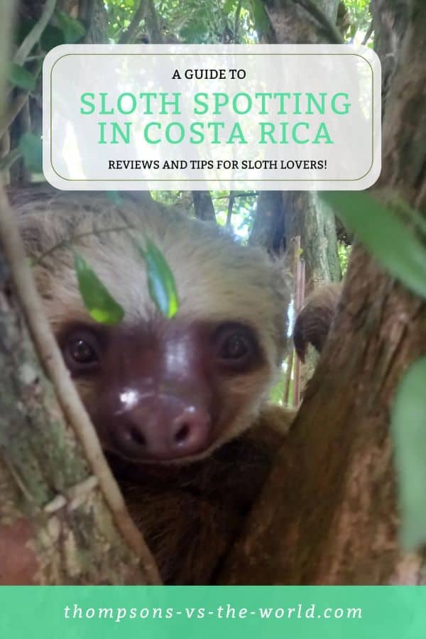 A sloth face peeks out from a tree in Costa Rica. The text overlay reads 'A Guide to Sloth Spotting in Costa Rica - Reviews and Tips for Sloth Lovers'. Pin this image for planning your trip to Costa Rica!
