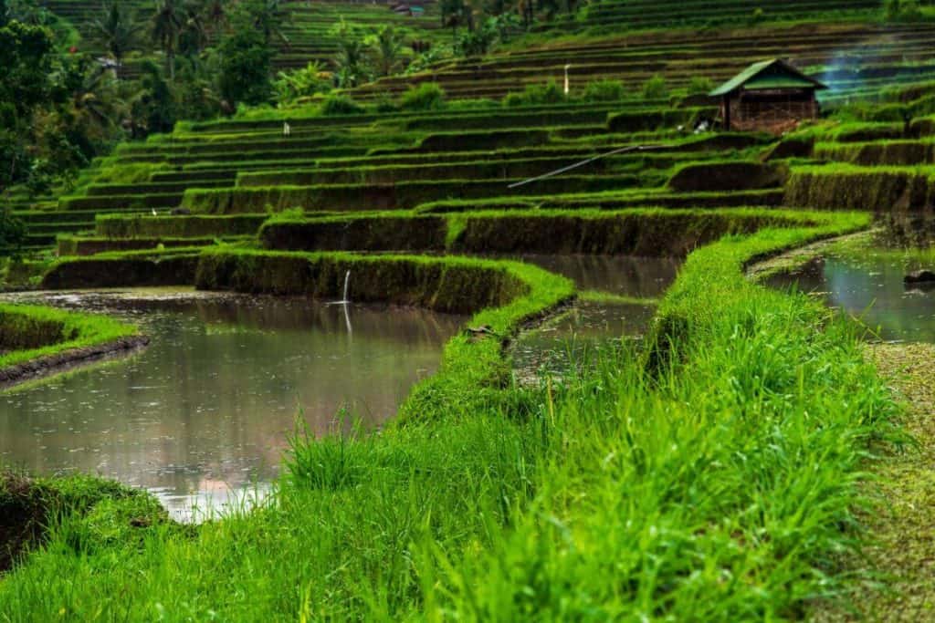 Lush terraced rice fields in Ubud, Bali, with reflective water pools and a traditional hut