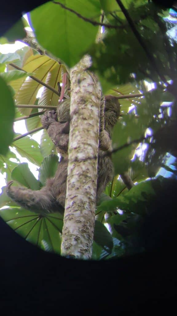 Sloth and baby in a treetop viewed through the lens of a telescope in la Fortuna Costa Rica