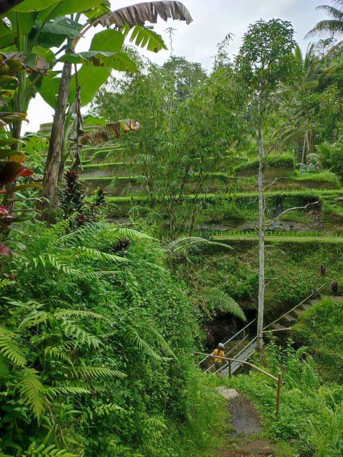 A person on a wooden bridge surrounded by lush greenery and terraced rice fields in Ubud, Bali, capturing the beauty of the best rice fields in Ubud