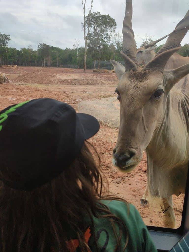 A child looks out from a safari vehicle window as a large antelope with long spiraled horns stands just inches away in a sandy open habitat. The animal gazes directly at the glass while the background shows sparse trees and earthy terrain. This close up wildlife moment captures the immersive experience at Phu Quoc Safari Park.