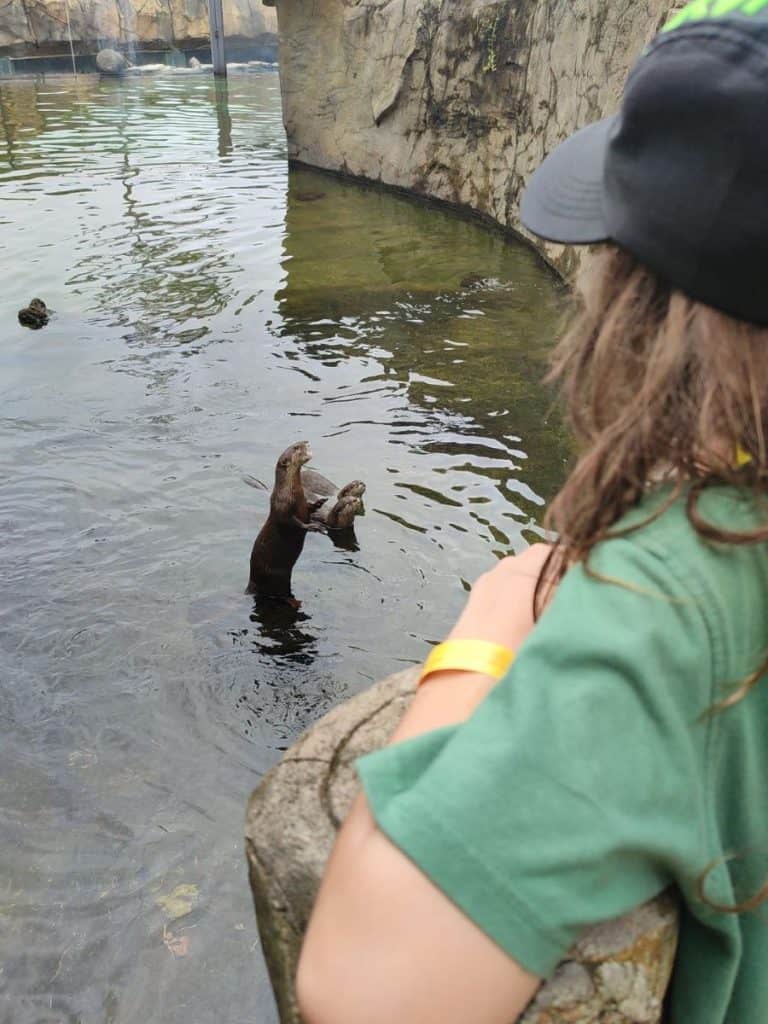 A child leans on a rock ledge watching two otters standing upright in the water of their enclosed habitat. The rocky surroundings and shallow ripples create a naturalistic scene as the otters interact playfully. The image highlights a fun and engaging animal encounter at Phu Quoc Safari Park.