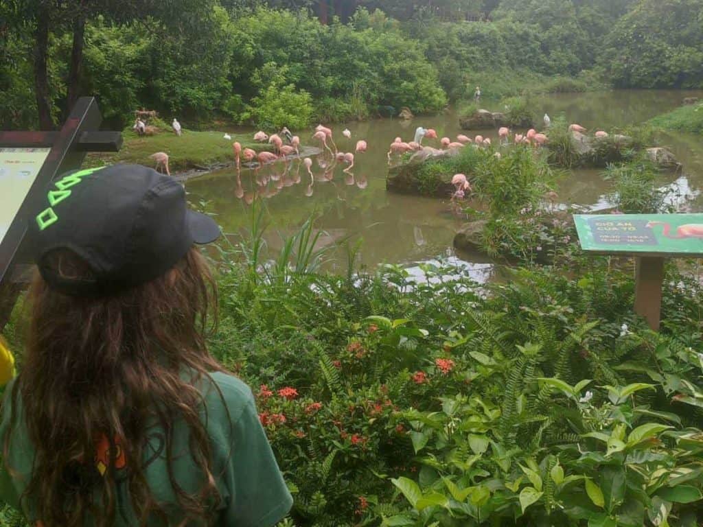 Boy in black baseball cap and green polo shirt looks out across the greenery to a small lake full of flamingos at Vinpearl Safari Park in Phu Quoc, Vietnam