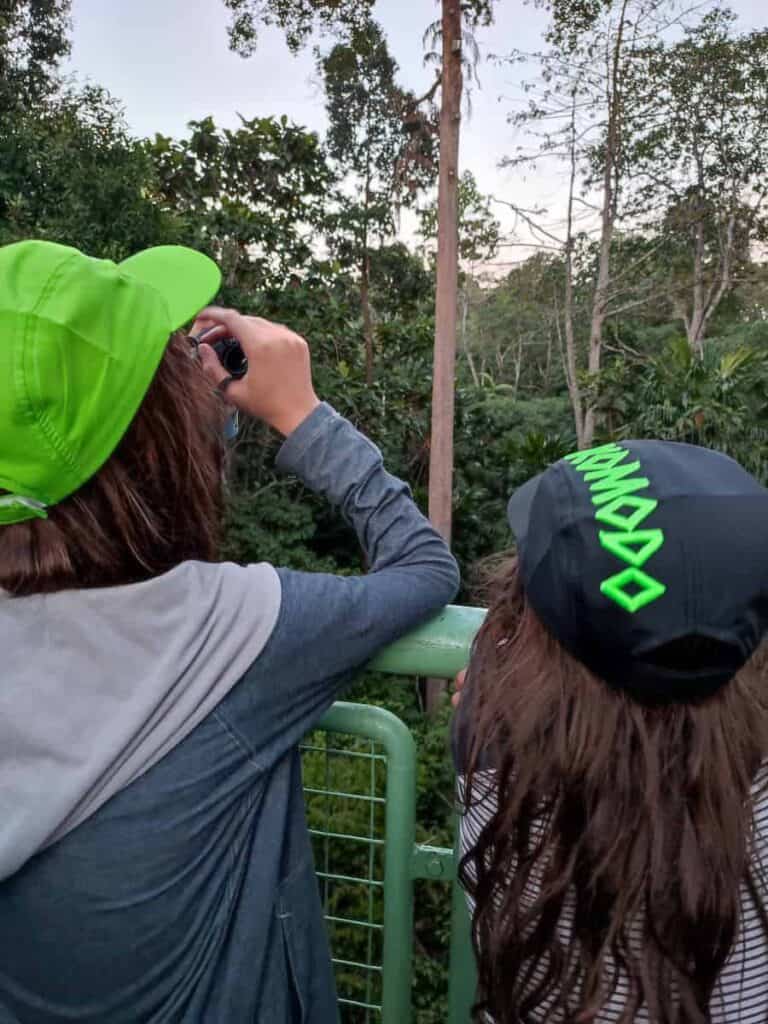 Two boys in caps, one holding binoculars, look out across a metal railing from the Skywalk at the Rainforest Discovery Centre at dusk, waiting to see a Giant Flying Squirrel in action.