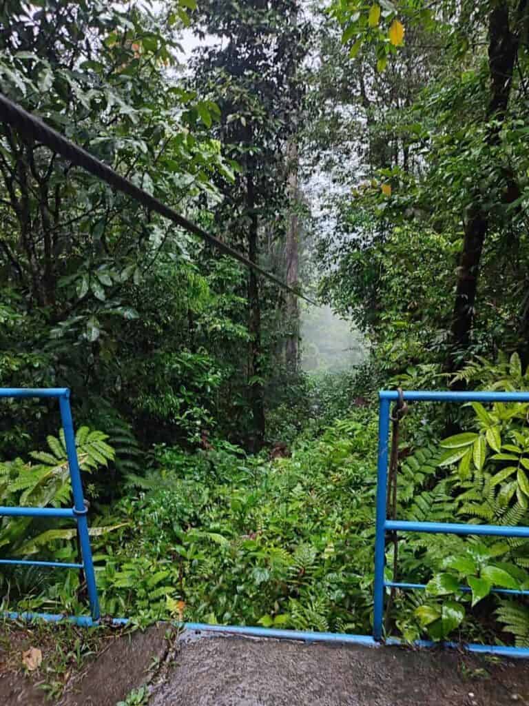 Lush rainforest scenery viewed from a zipline platform with blue safety railings surrounded by dense green foliage. The misty jungle setting highlights the immersive nature of the best ziplining in La Fortuna and the surrounding Costa Rican rainforest.