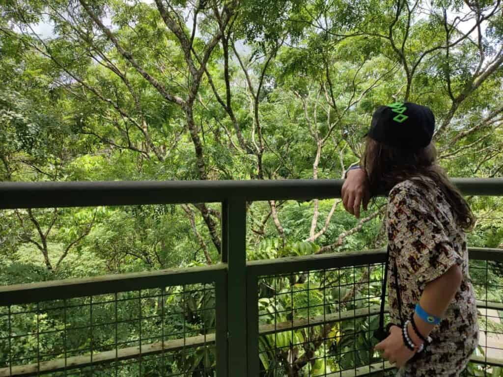 A child stands on a raised walkway looking out over dense rainforest canopy at the Rainforest Discovery Centre in Sepilok. The elevated viewing platform highlights the immersive treetop experience featured in this Rainforest Discovery Centre Sepilok review.