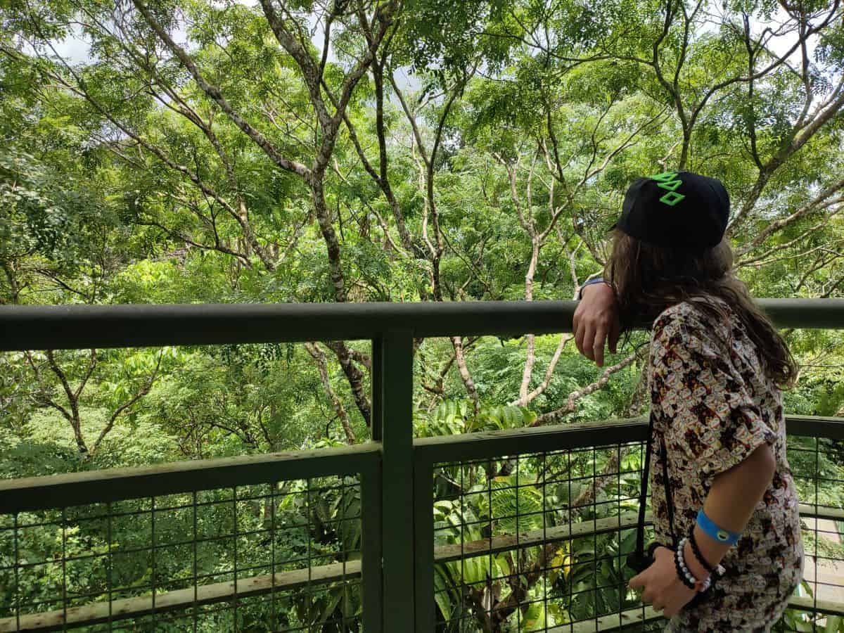 A child stands on a raised walkway looking out over dense rainforest canopy at the Rainforest Discovery Centre in Sepilok. The elevated viewing platform highlights the immersive treetop experience featured in this Rainforest Discovery Centre Sepilok review.