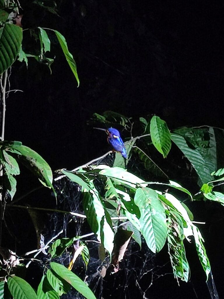 A bright blue kingfishers with an orange chest and long beak sits on a branch surrounded by leaves in the dark on a night tour at the Rainforest Discovery Centre in Sepilok, Borneo.