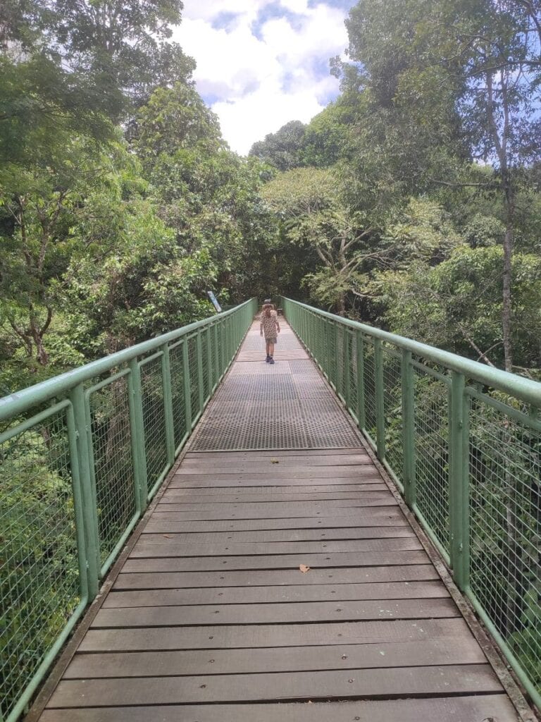 Boy in t shirt and shorts walks away from the camera across a wooden walkway elevated amongst the trees at the Rainforest Discovery Centre in Sepilok, Borneo.
