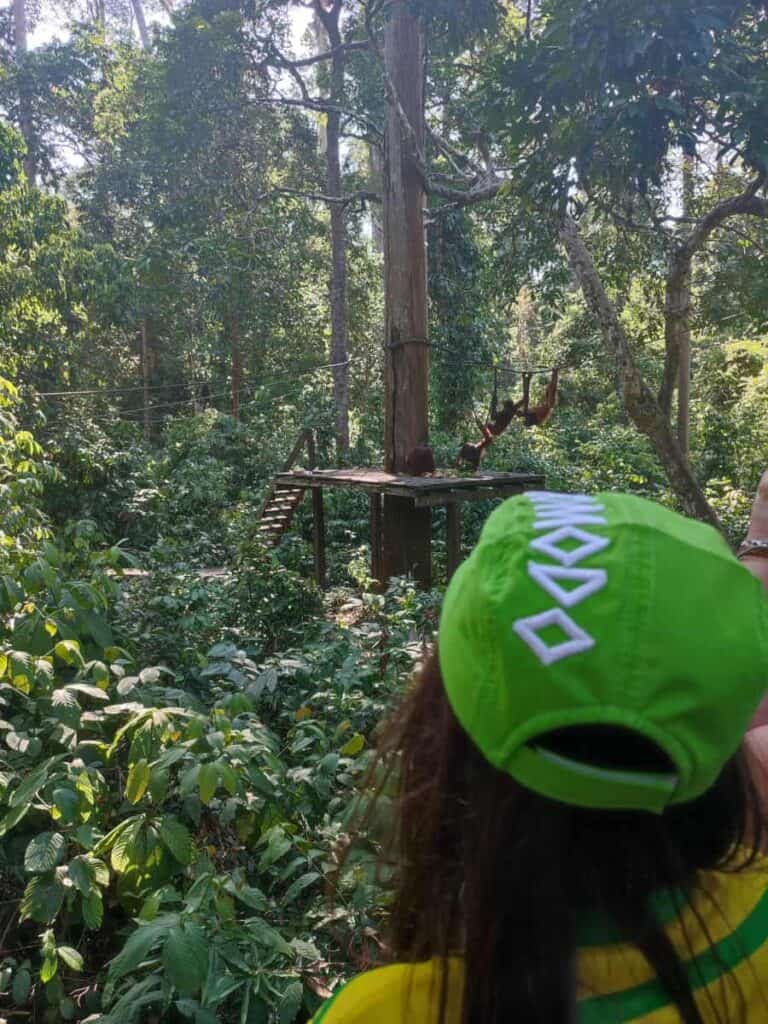Boy in bright green cap looks out to the wooden viewing platform in the forest at Sepilok Orangutan Rehabilitation Centre. Two orangutans are hanging from a rope between the trees while two more are sitting on the platform waiting for the baskets of fruit to be brought to them.
