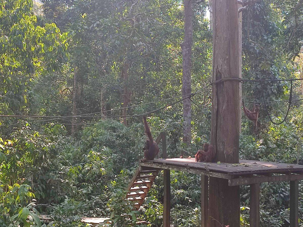 A wooden feeding platform in the lush jungle of Borneo, with several orangutans feeding. One if hanging from a rope between the trees while others are sitting on the platform itself.
