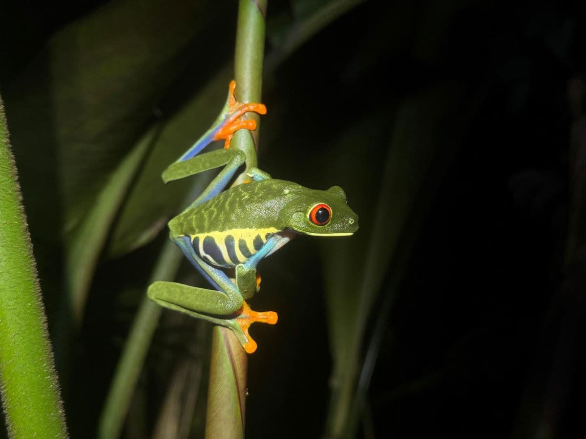 Close-up of a vibrant red-eyed tree frog (Agalychnis callidryas) perched on a plant in the Costa Rican rainforest at night. This colorful amphibian, with its bright orange feet and striking red eyes, is one of the iconic wildlife species families can encounter during nature tours in Costa Rica.