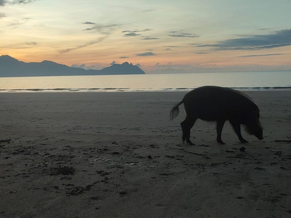 Silhouette of a wild bearded pig walking along the beach at sunset in Bako National Park, with soft orange and pink skies reflecting over the sea and distant mountain shapes on the horizon. This peaceful wildlife moment highlights the unique animals families might spot during a visit to Bako National Park from Kuching.