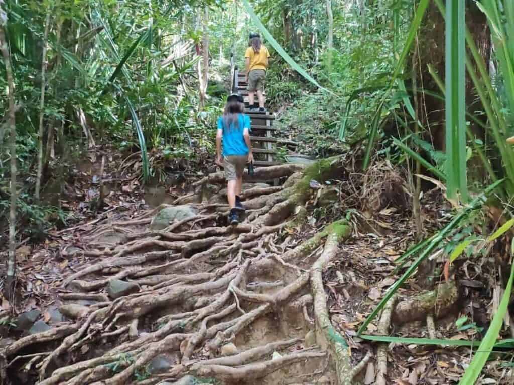 Two children hiking up wooden steps and exposed tree roots along a lush jungle trail in Bako National Park, surrounded by dense green rainforest foliage. The adventurous forest path shows what trekking in Bako National Park is like on a family friendly Kuching itinerary in Borneo.
