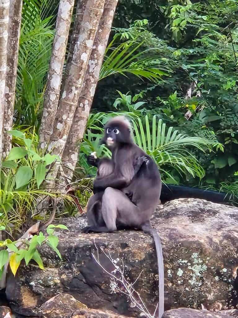 Dusky leaf monkey sitting on a large rock amid lush green foliage at Berjaya Langkawi Resort, holding food in its hands with its long tail stretched behind. Staying at this Langkawi resort gives families the chance to see native wildlife up close as part of a relaxed Langkawi itinerary.