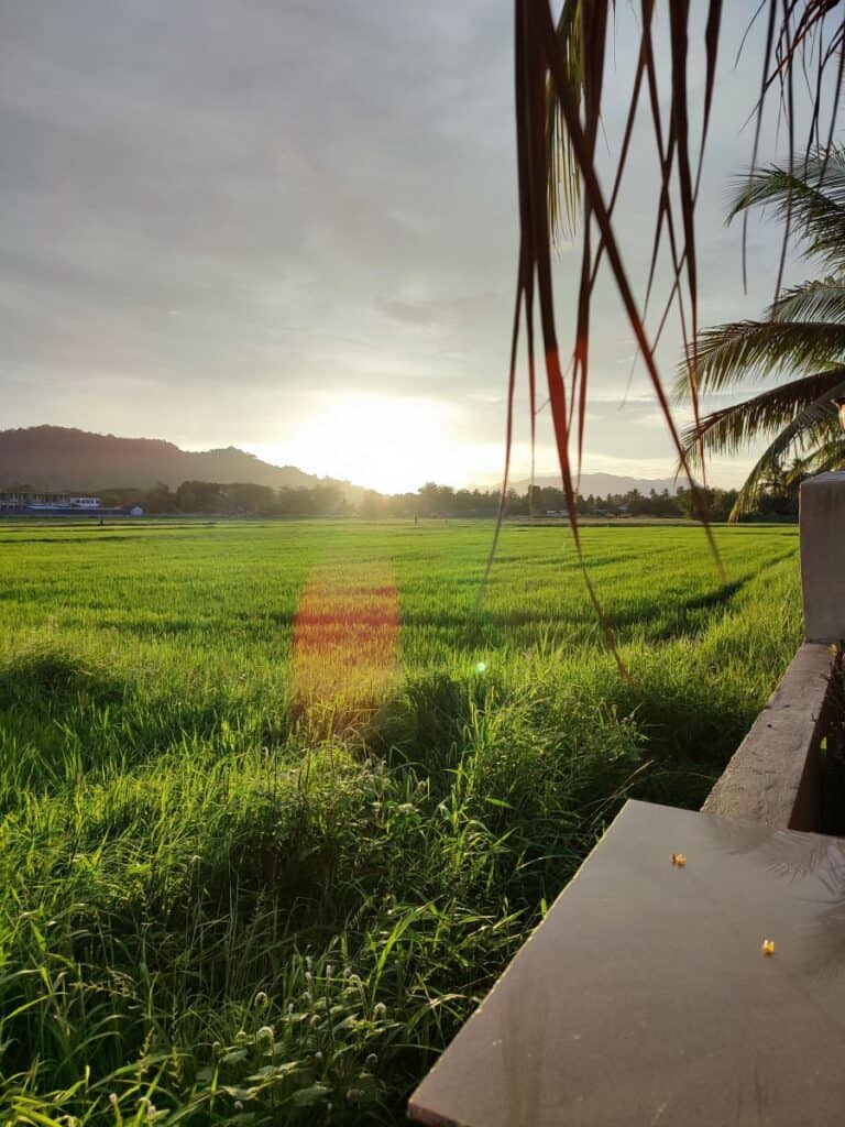 Late afternoon sun shines across lush green rice fields outside D'Villa Guesthouse in Langkawi, Malaysia. Palm tree branches are silhouetted in the foreground and in the distance there are hills.