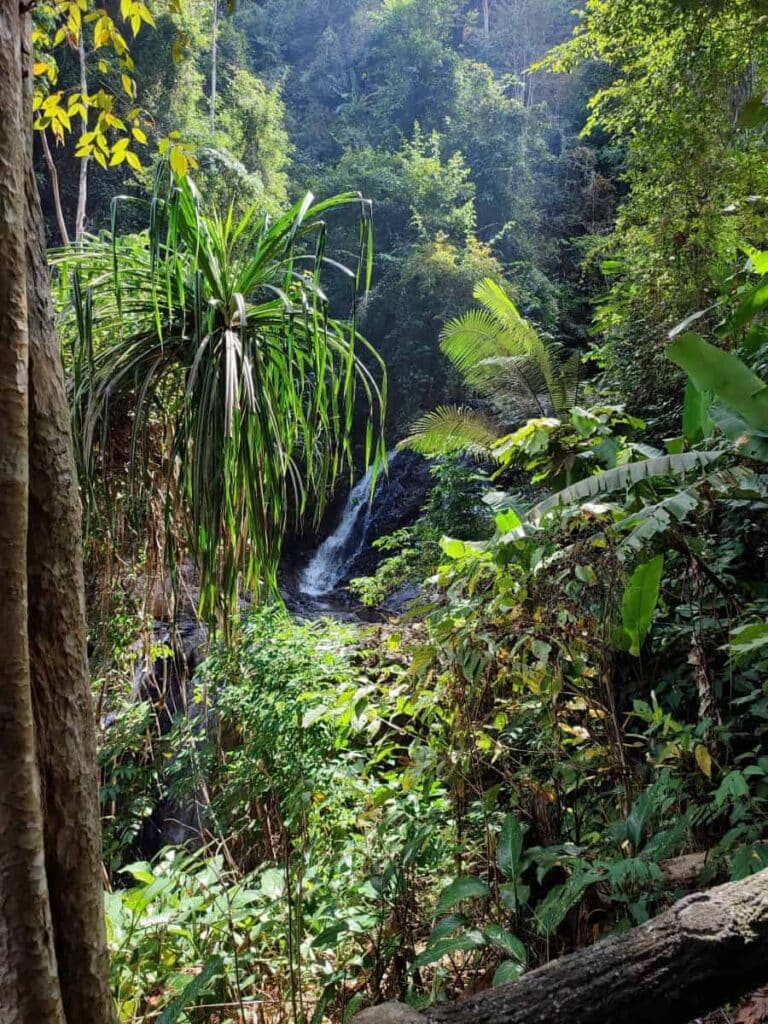Lush tropical jungle surrounding Durian Perangin Waterfall in Langkawi, with a gentle cascade tumbling into a rocky pool amid dense green foliage, pandan plants, and tall trees—perfect for a refreshing family nature escape in Malaysia.