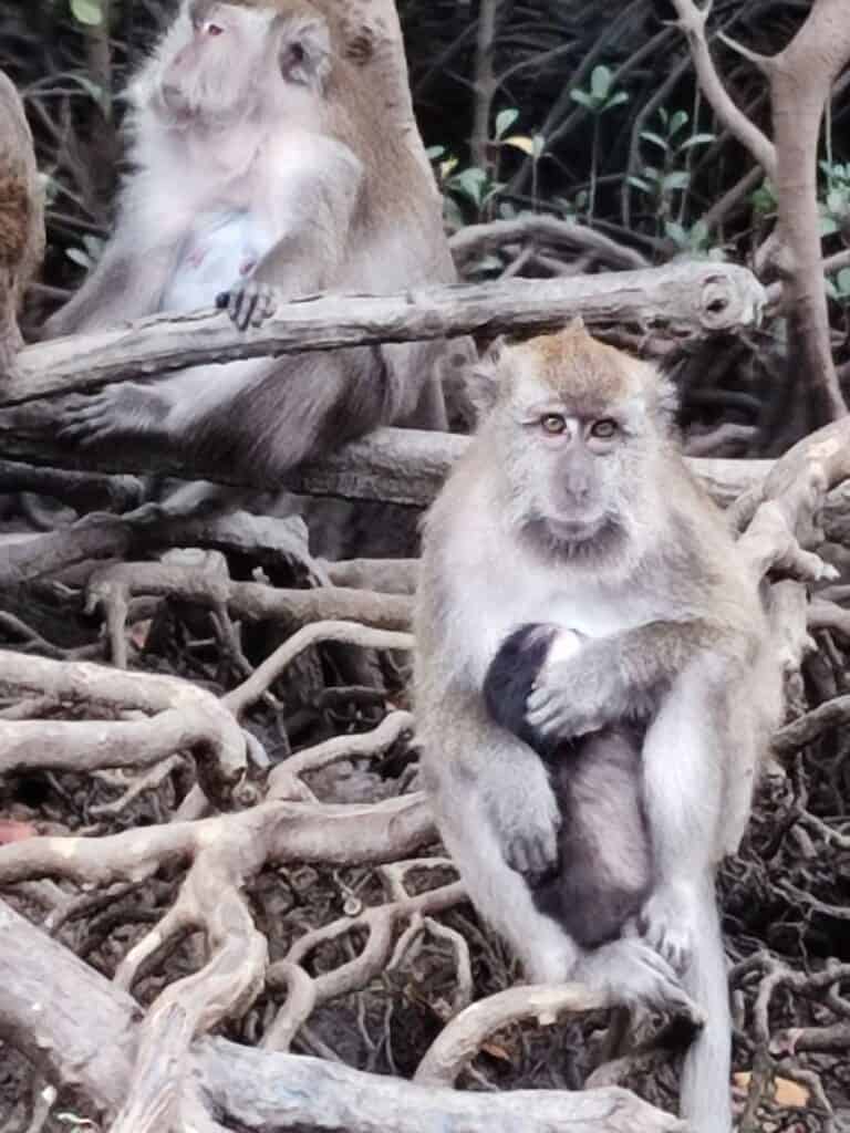 Macaque monkey holding a baby to it's chest looks in to the camera from it's seat on the tangled mangrove roots in Langkawi.