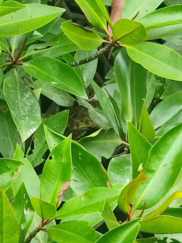 Bright green oval shaped leaves, densely packed, with a small opening in the middle where you can see a green and brown coiled snake. Taken from the boat on a Langkawi mangrove tour.