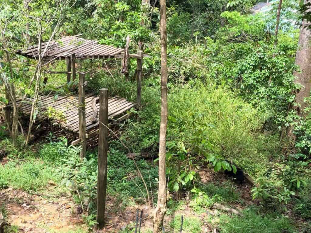 Overhead perspective from an observation platform showing a rescued sun bear wandering beneath a rustic wooden walkway and shelter in the forested habitat at the Bornean Sun Bear Conservation Centre. The bear explores the muddy forest floor surrounded by tall trees, dense greenery, and the elevated bamboo structure designed for enrichment and visitor viewing in this Sabah conservation sanctuary.