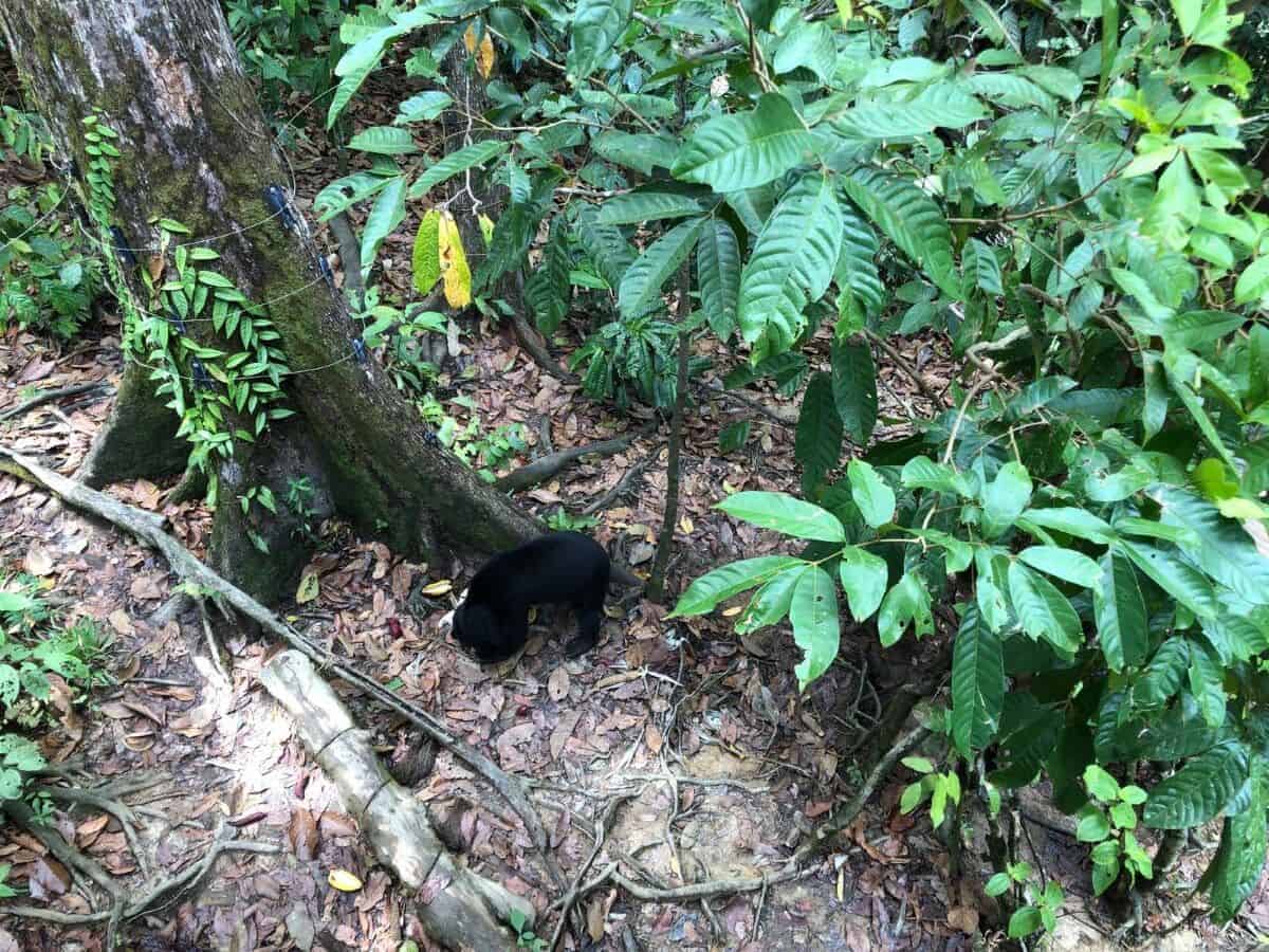 A young Malayan sun bear, the world's smallest bear species, forages curiously on the lush green forest floor at the Bornean Sun Bear Conservation Centre in Borneo. The glossy black bear with a distinctive light chest patch explores among vibrant tropical plants and grasses in this rescued bear's natural enclosure.