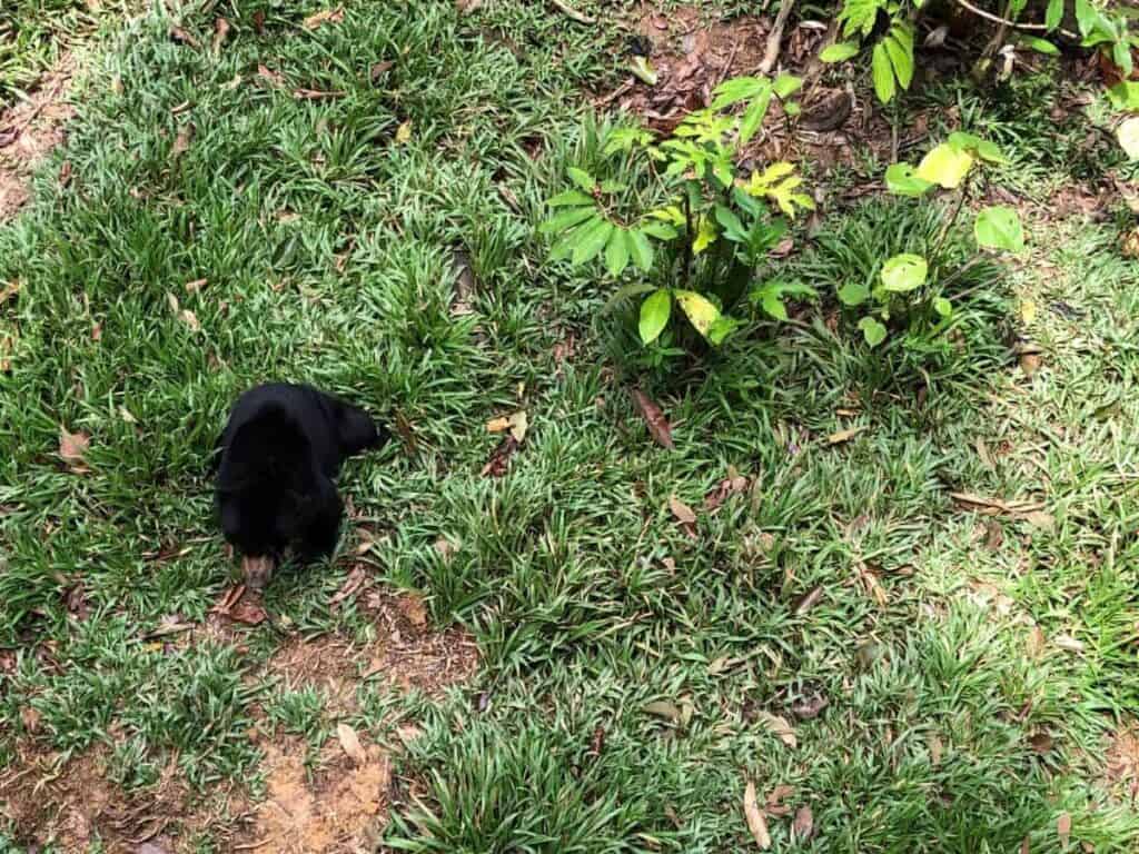 Close-up view of a rescued sun bear sniffing and pawing at the rainforest ground near tree roots and fallen leaves in the dense jungle enclosure at Bornean Sun Bear Conservation Centre, Sepilok. The small black bear blends beautifully into the shady, green surroundings filled with broad tropical foliage and vines.