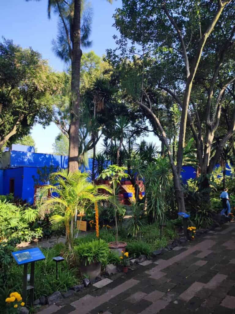 The lush, overgrown courtyard garden of La Casa Azul (the Frida Kahlo Museum) in Coyoacán, Mexico City. Tall palms, marigolds, and dense tropical foliage fill the space, framed by the museum's iconic cobalt blue walls. Interpretive blue information signs are visible among the plants, and a visitor walks along the brick pathway.