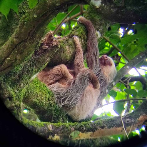 IMG-20231123-WA0030 Picture of sloth and baby hanging in a tree in Costa Rica