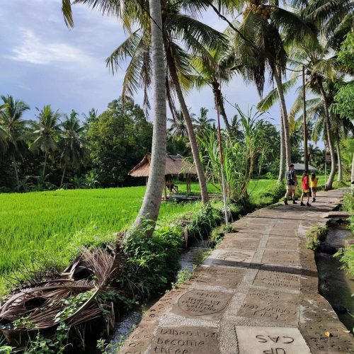 IMG_20240218_163258 View over lush green rice field in Ubud, Bali, with palm trees running along a concrete path